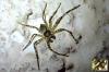 Philodromus sp.